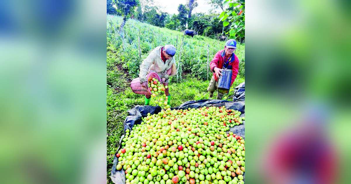 Residents harvest tomatoes at their farms at Purok 2, Barangay Cabagnaan in Negros Occidental’s La Castellana town, which is inside the four-kilometer permanent danger zone of Kanlaon Volcano, during an ocular inspection conducted by the Incident Management Team of Task Force Kanlaon. (Civil Defense PH photo)