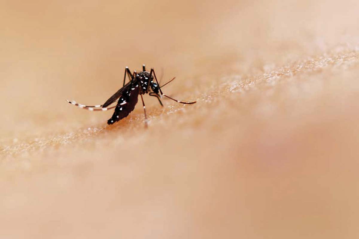 The Negros Occidental provincial government is urging residents to remain vigilant and take precautionary measures to curb the rise of dengue cases. (NIAID photo)