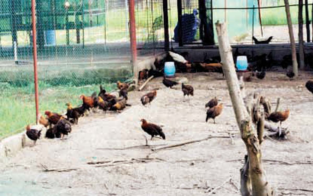 Native chickens are being raised in the backyard in this undated photo. The Negros Oriental Provincial Veterinary Office says it is monitoring migratory birds relative to avian influenza to keep the province free from the virus that affects chickens and other fowls. (PNA / File photo)