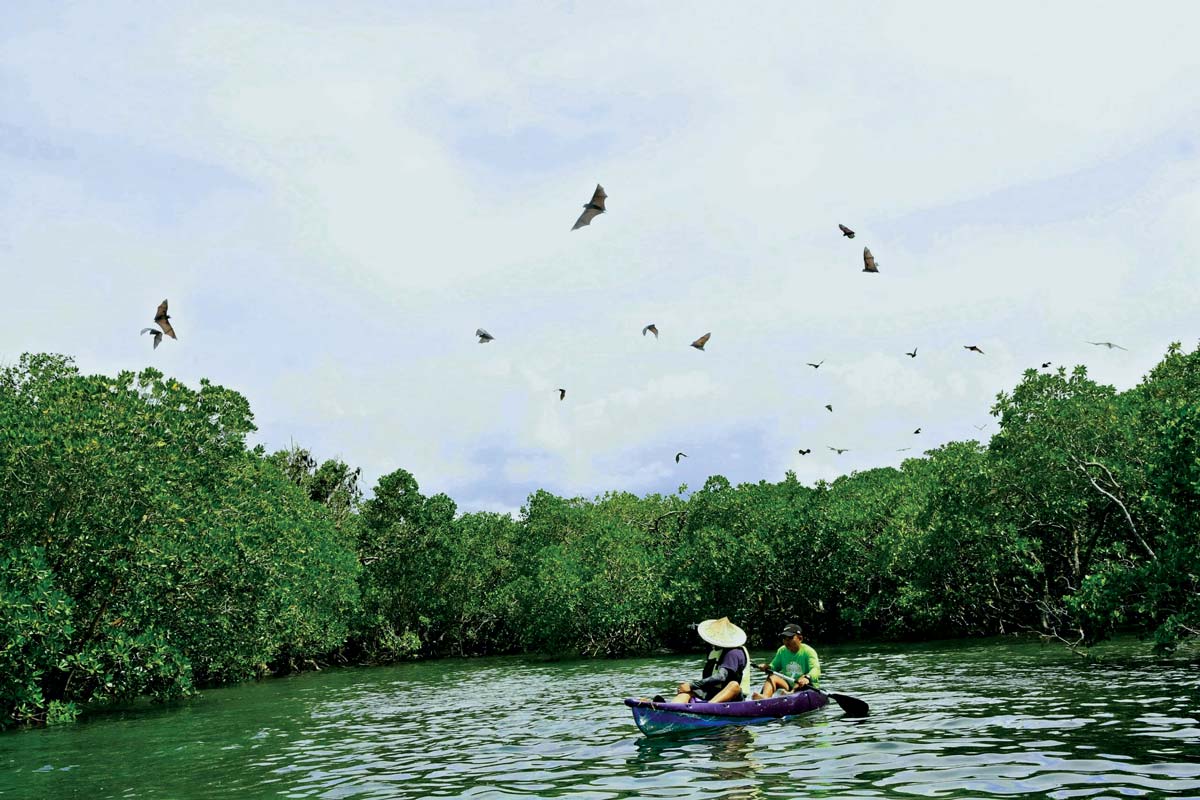 Two visitors kayak while flying foxes soar over the mangroves at the Suyac Island Mangrove Eco-Park in Negros Occidental’s Sagay City. The mangrove eco-park has been named an awardee of the 2025 Association of Southeast Asian Nations Community-Based Tourism Awards, recognizing its exceptional initiatives for ecotourism. Sagay City Information and Tourism Office photo) 