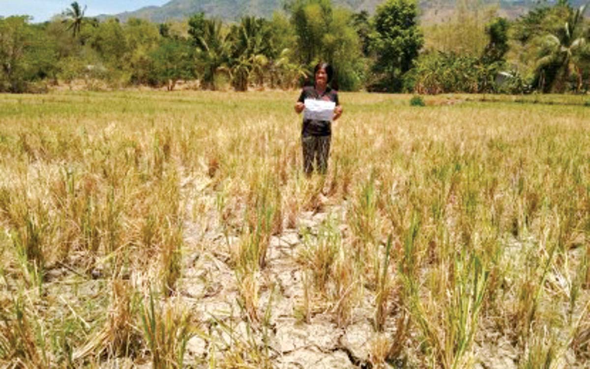 A rice field affected by the dry spell brought by El Niño in southern Negros Occidental in this undated photo. The province’s palay production decreased by 11.97 percent in 2024 due to El Niño, the Philippine Statistics Authority reported. (DA-PATCO / File photo)