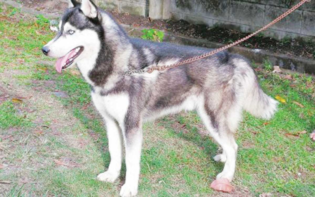 A dog on a leash takes a stroll outdoors with its owner in this undated photo. Health authorities in Negros Oriental are calling for responsible pet ownership in the midst of an investigation into the death of a child allegedly due to a rabid dog-bite. (PNA / File photo)