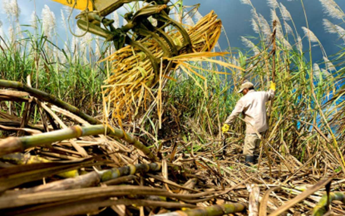 A farmer harvests sugarcane in this undated photo. The Department of Agriculture says the Philippines has breached the two million metric tons mark on the local production of sugar. (Land Bank of the Philippines photo)