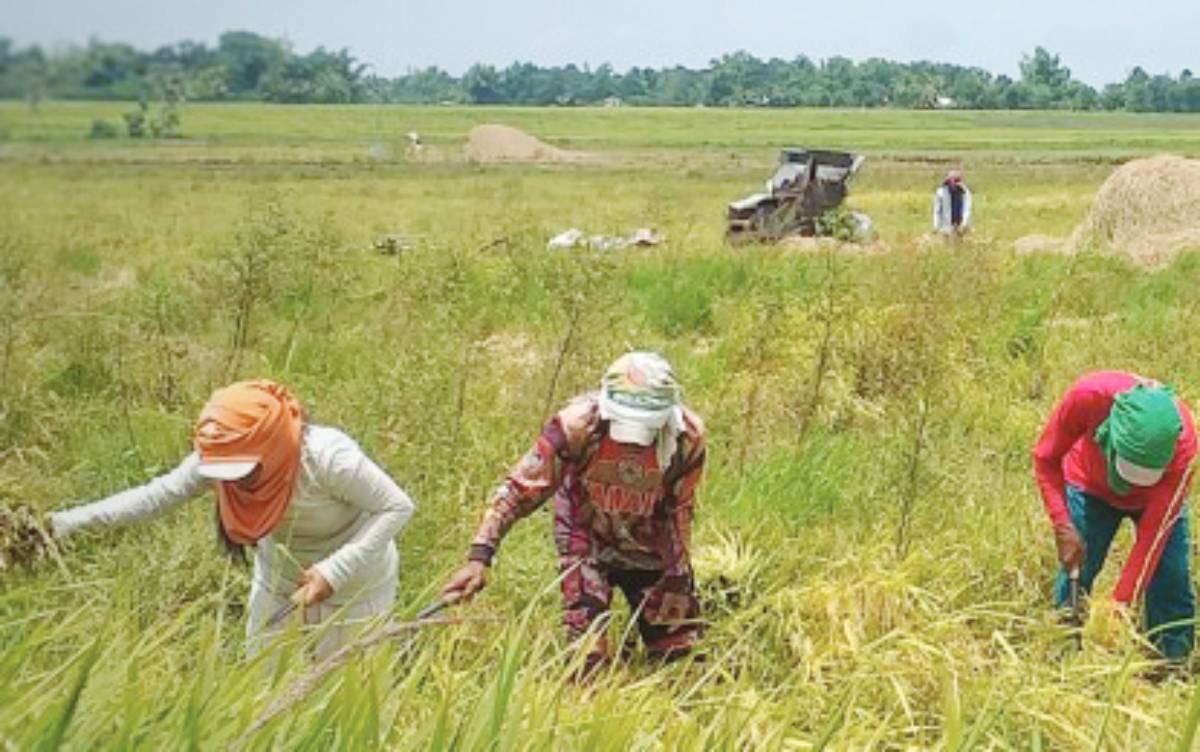 DA: No rice shortage seen in NegOcc amid import ban