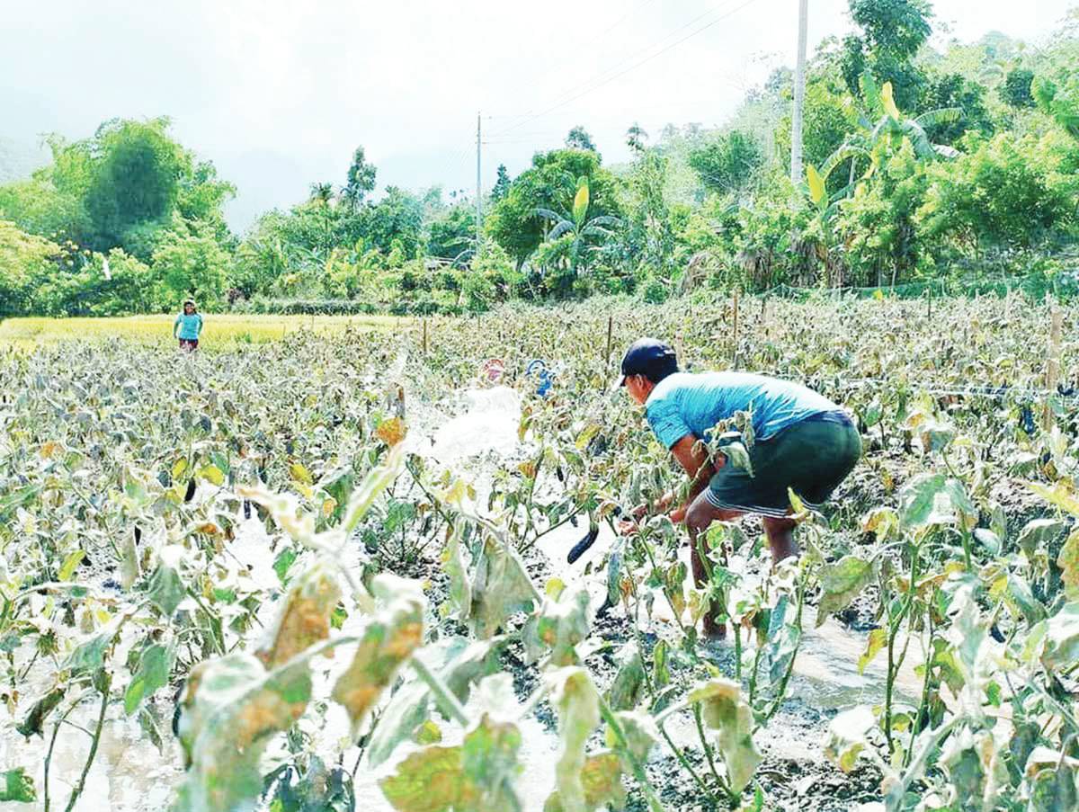  Volcanic ash turned some fields into gray following the eruption of Kanlaon Volcano in June 2024. Kanlaon produced 
a 5,000-meter plume that brought coarse ashfall and sulfurous 
odor to the surrounding localities in Negros Occidental. (RMN 
dyHB Bacolod 747 photo)