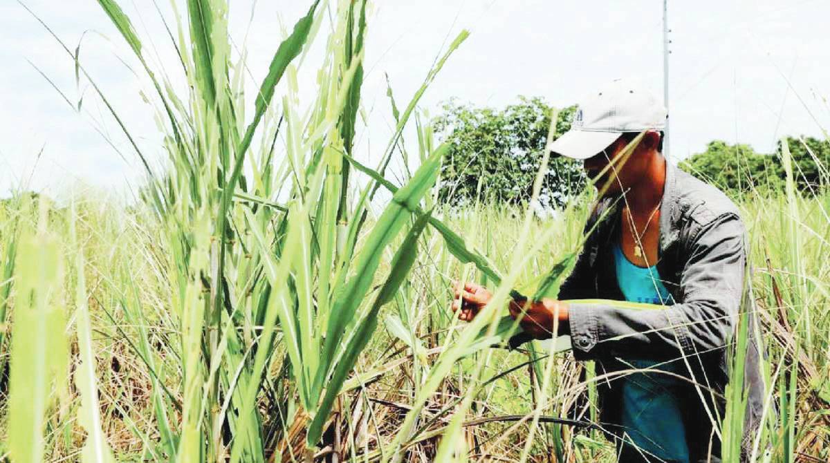 A team of agricultural experts from Israel is set to arrive in Negros Occidental to help combat the growing infestation of the red-striped soft scale insects, which have been affecting sugarcane farms across the province. (DA photo)