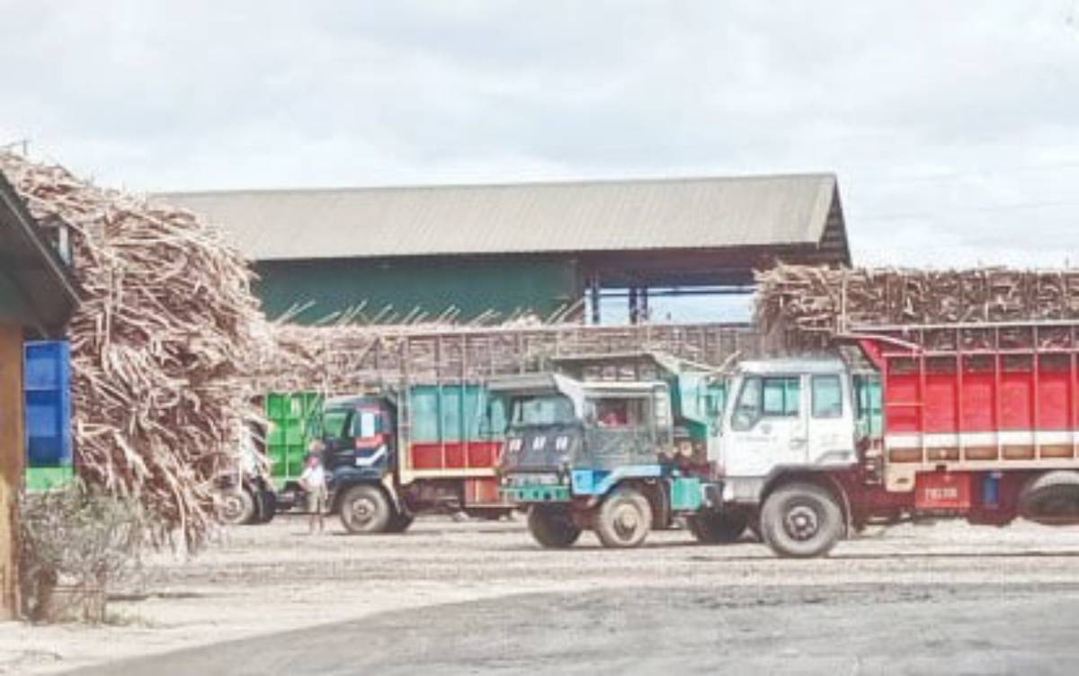 Cane trucks deliver sugarcane for milling in southern Negros in February 2025. The official start of the milling season for crop year 2025-2026 is on October 1, 2025 or the Monday closest to the date, the Sugar Regulatory Administration announced. (PNA Bacolod / File photo)