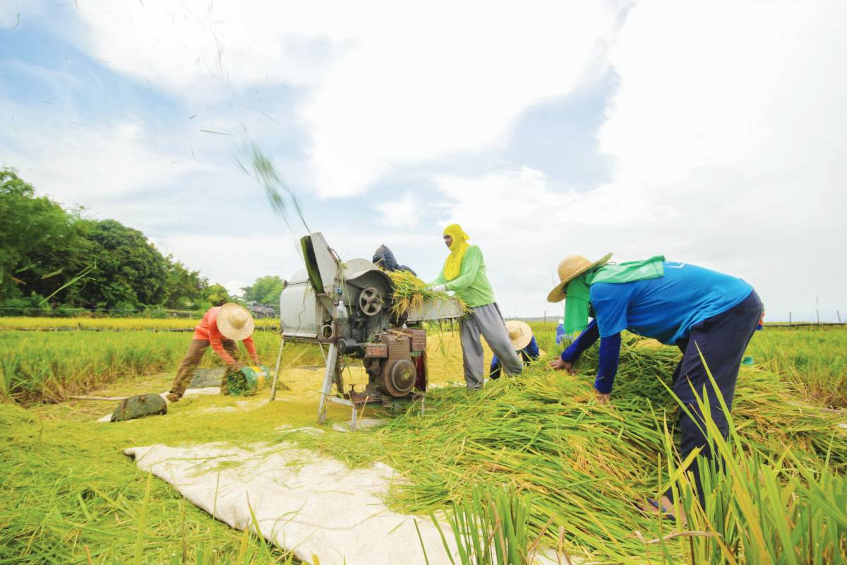 Without working on measures to increase the buying price of palay, many farmers could suffer financial setbacks despite favorable harvest conditions this year and the two-month suspension on rice importation. (DA photo)