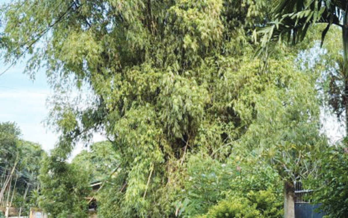 NegOr bamboo council lines up activities for Sept. celebration