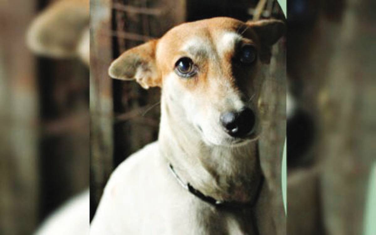 An “aspin,” short for asong Pinoy, or a mixed-breed dog in this undated photo. Negros Oriental’s Provincial Veterinary Office called on the public to have their dogs and cats vaccinated amid a rise in rabies incidence in animals so far this year. (Negros Oriental PVO photo)