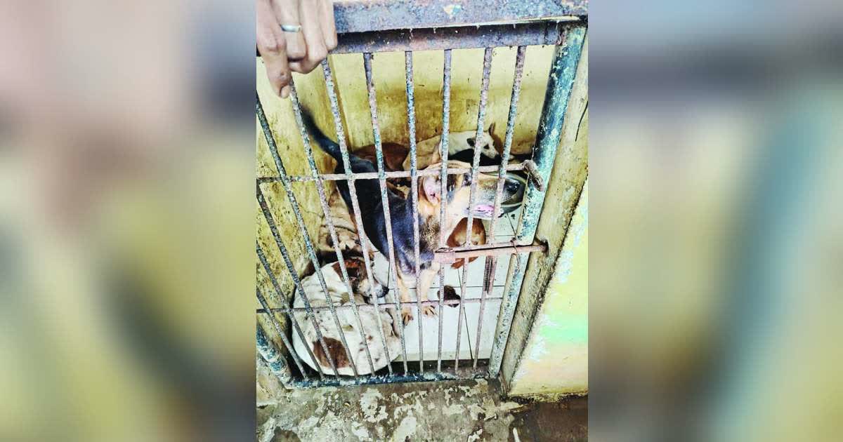 Animal welfare groups underscored the severity of the city dog pound, as they warned that many animals may not survive beyond three weeks without immediate intervention. (Pawssion Project photo)