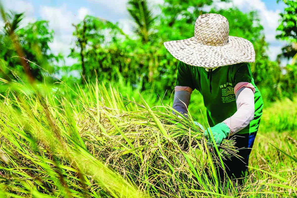 Stable palay prices lift farmers’ income in ‘Tino’ aftermath