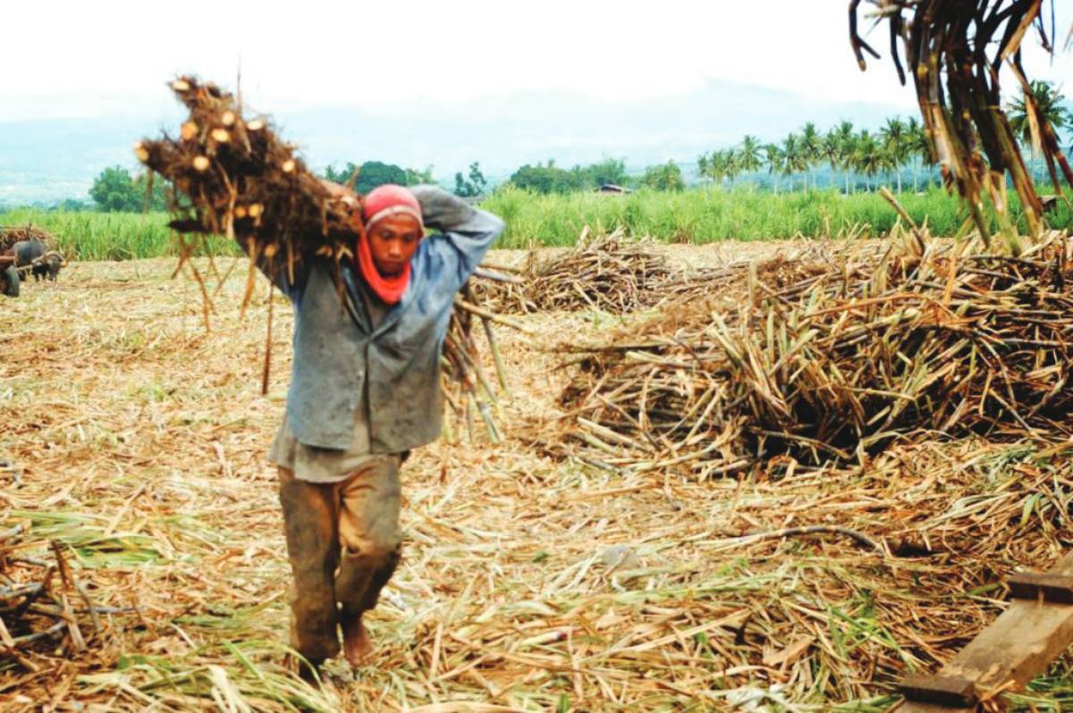 A “sacada” worker hauls harvested sugarcane in a field in Negros Occidental. Sugar prices had dropped to between P2,000 and P2,200 per 50-kilogram bag, levels below production costs for many farmers, particularly smallholders and agrarian reform beneficiaries. (Ledgardo Lacson photo)