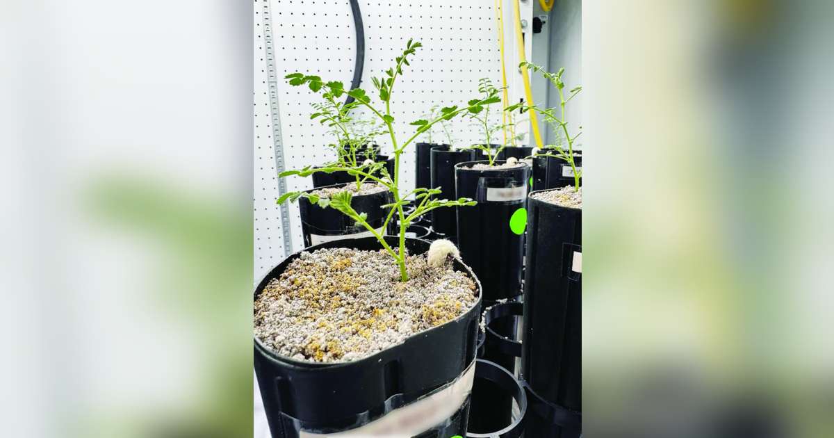 With lunar missions looming, scientists grow chickpeas in ‘moon dirt’