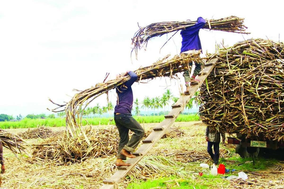 Several sugar stakeholders criticized the Sugar Council and its allies for blaming the Sugar Regulatory Administration for the drop in sugar prices, arguing that the same leadership had delivered favorable returns for producers over the past two years. (File photo)