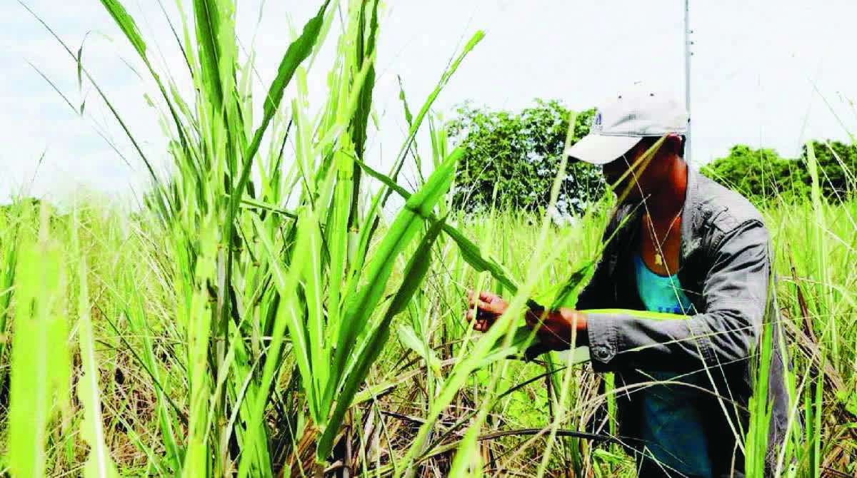 Red striped soft-scale insects can reduce the sugar content of affected crops by as much as 50 percent, resulting in significant production and income losses. (File photo)