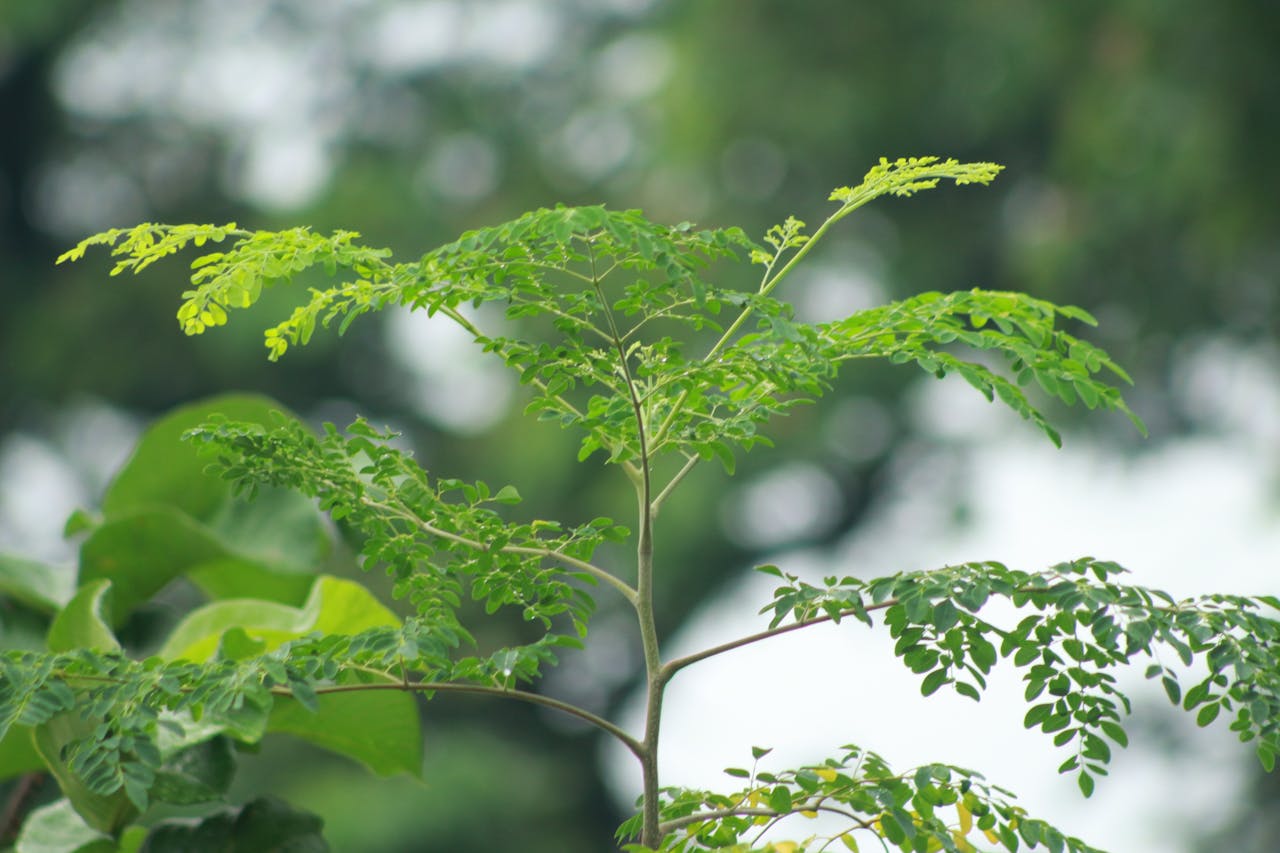 Photo courtesy of Md Mohiul Islam/Unsplash