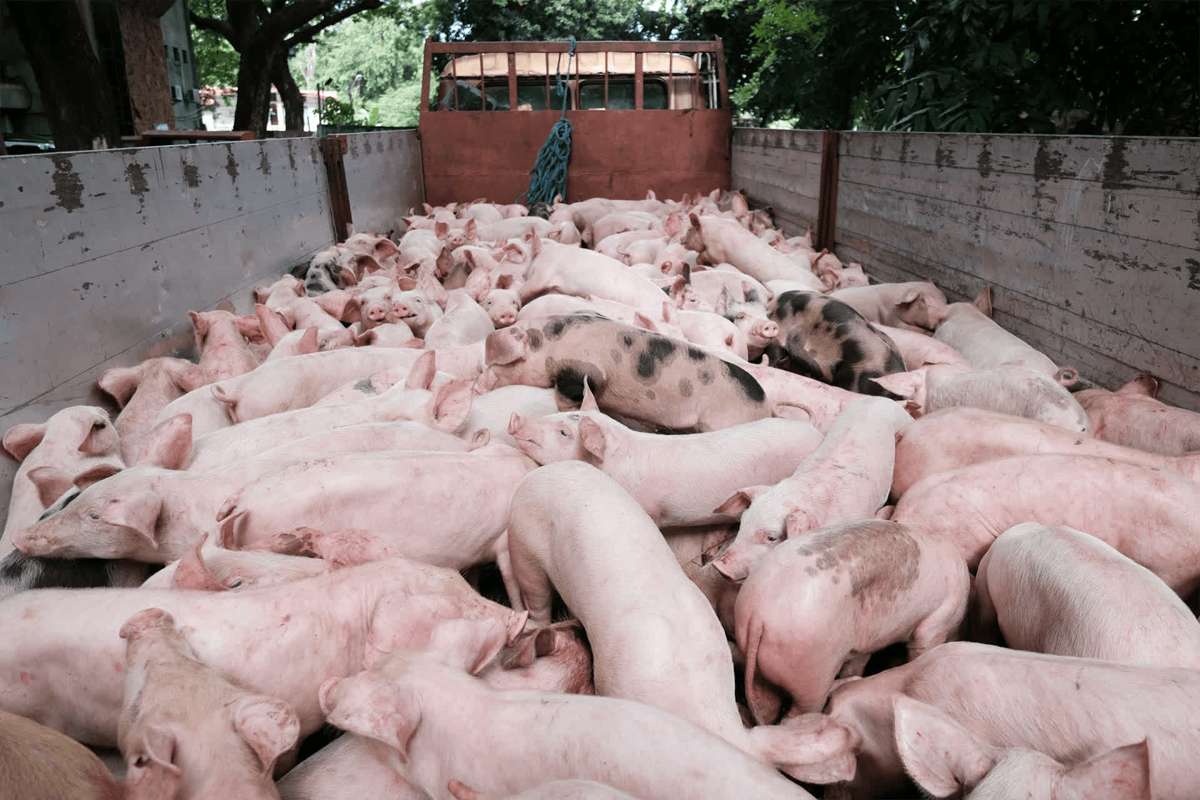 To curb the spread of African swine fever, several local government units in Negros Occidental have implemented border control measures and heightened inspections of livestock transport. (Rappler photo)