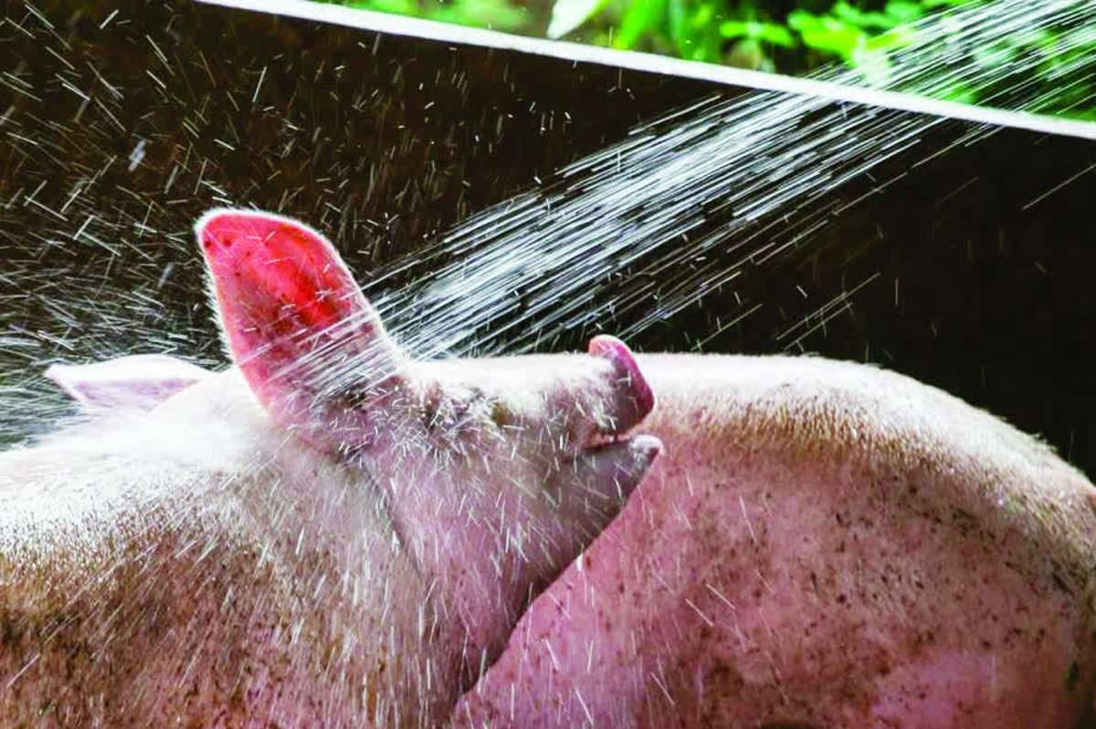 Several local government units in Negros Occidental have already strengthened preventive measures to protect their livestock sectors from possible outbreaks of African swine fever. (File photo)