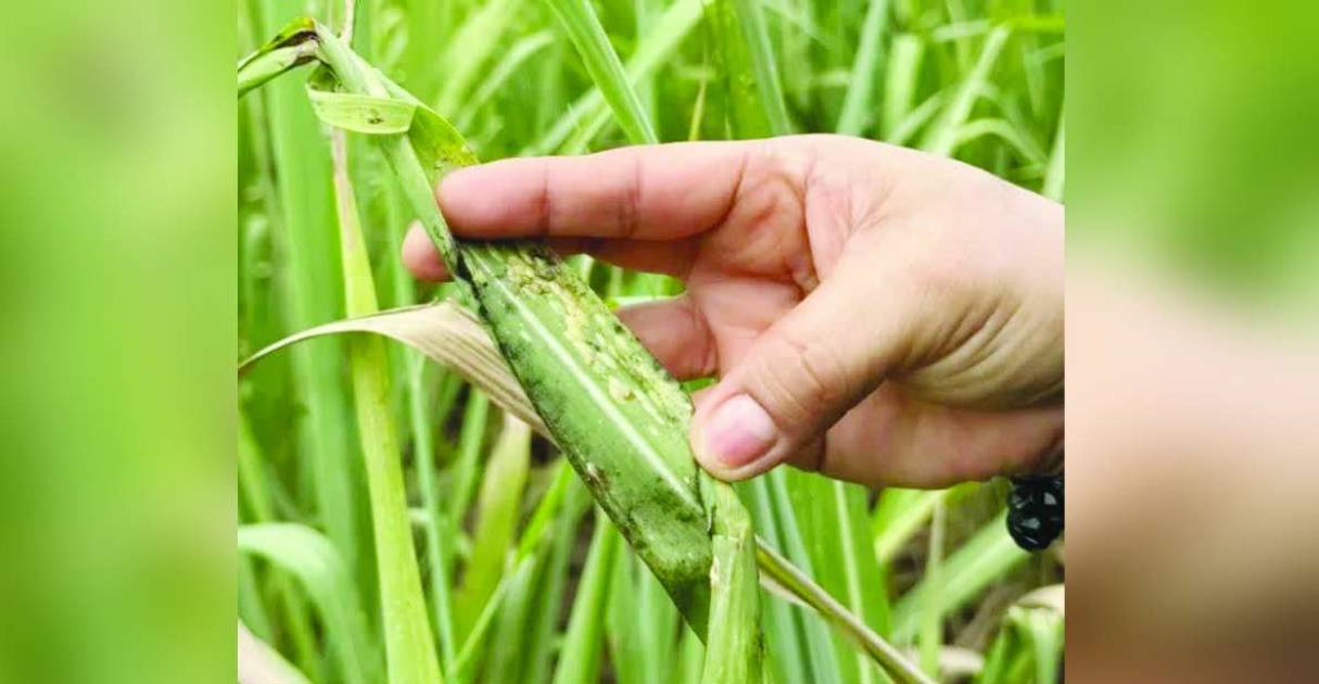 The red-striped soft scale insects feed on sugarcane sap, as sugar stakeholders raise concerns over its potential impact on the industry and the livelihood of thousands of farmers. (Philsurin photo)