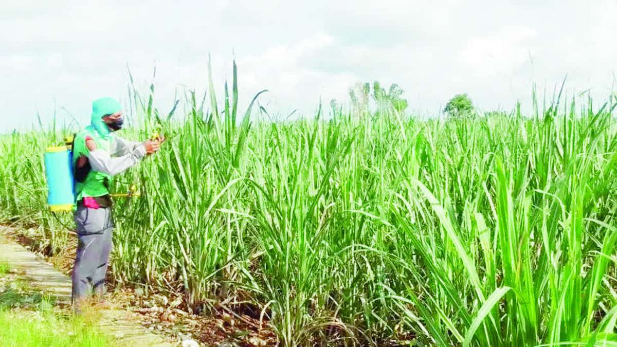 Negros Occidental remains the epicenter of the red-striped soft scale insect outbreak, accounting for more than 3,830 hectares of the total affected area across its northern, central and southern districts. (SRA Biscom photo)