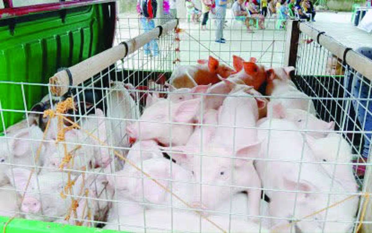 It is premature to conclude the hog deaths were caused by African swine fever, noting that the authorities are still gathering information and conducting surveillance. (PNA / File photo)
