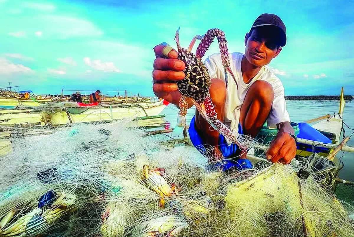 The United States import ban on Philippine blue swimming crabs could result in oversupply in the domestic market, driving down prices and cutting the earnings of fisherfolk and exporters while increasing the risk of business losses and worker displacement. (Wilfredo Lumagbas, Jr. photo)