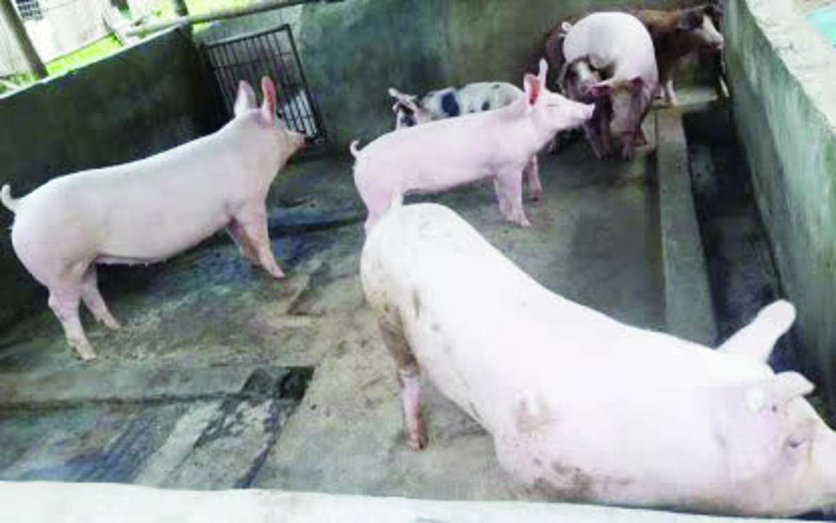 Possible biosecurity measures include establishing border controls and conducting tests to prevent swine deaths. (PNA Bacolod / File photo)