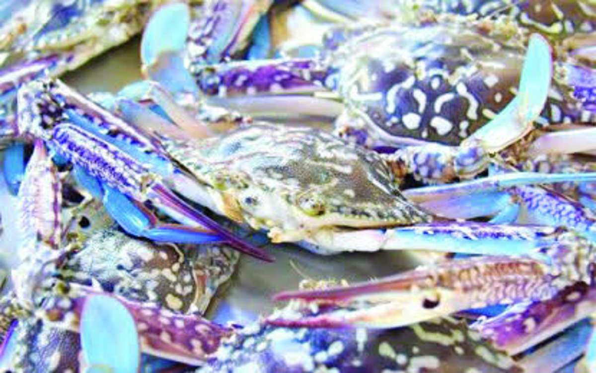 Philippine blue swimming crab fisheries were found lacking sufficient documentation and systems to demonstrate compliance with US standards on marine mammal protection. (Negros Occidental PIO / File photo)