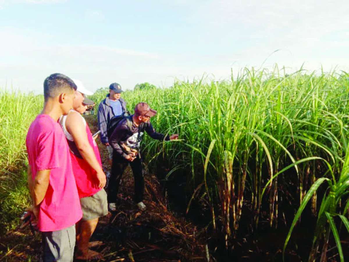 The Negros Occidental provincial government supports biological control methods, including the use of naturally occurring organisms that target sugarcane pests while minimizing environmental impacts. (La Carlota City PIO photo)