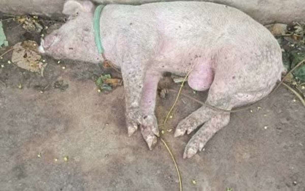 This pig was found dead by a backyard hog farmer in Amlan, Negros Oriental early this week. Negros Oriental Governor Manuel Sagarbarria confirmed ASF cases in La Libertad, Negros Oriental, with blood testing ongoing in Sibulan and Amlan. (Anthony Maginsay photo)