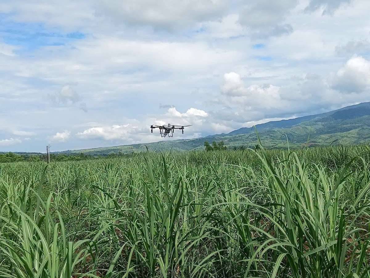 A drone conducts precision spraying over a sugarcane field at Barangay Santa Rosa in Negros Occidental’s Murcia town as part of the Sugar Regulatory Administration’s emergency response to the red-striped soft scale insect infestation, which has damaged sugarcane plantations across the province. The drone-assisted spraying allows for faster, targeted application of insecticide in affected areas, helping limit crop losses and prevent further spread of the pest. (SRA photo)