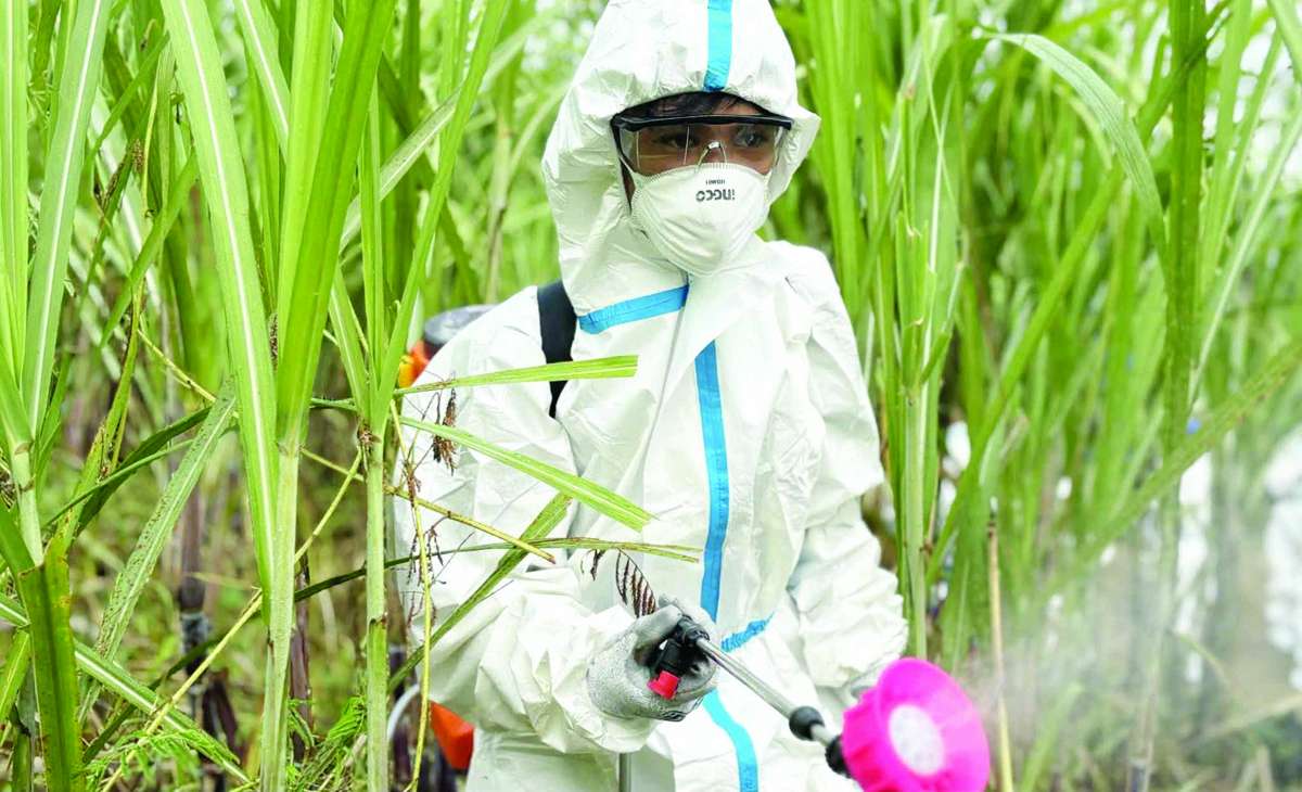 The spraying campaign is intended only as an emergency measure to slow down the spread of red-striped soft scale insects while researchers continue developing a permanent biological solution. (File photo)