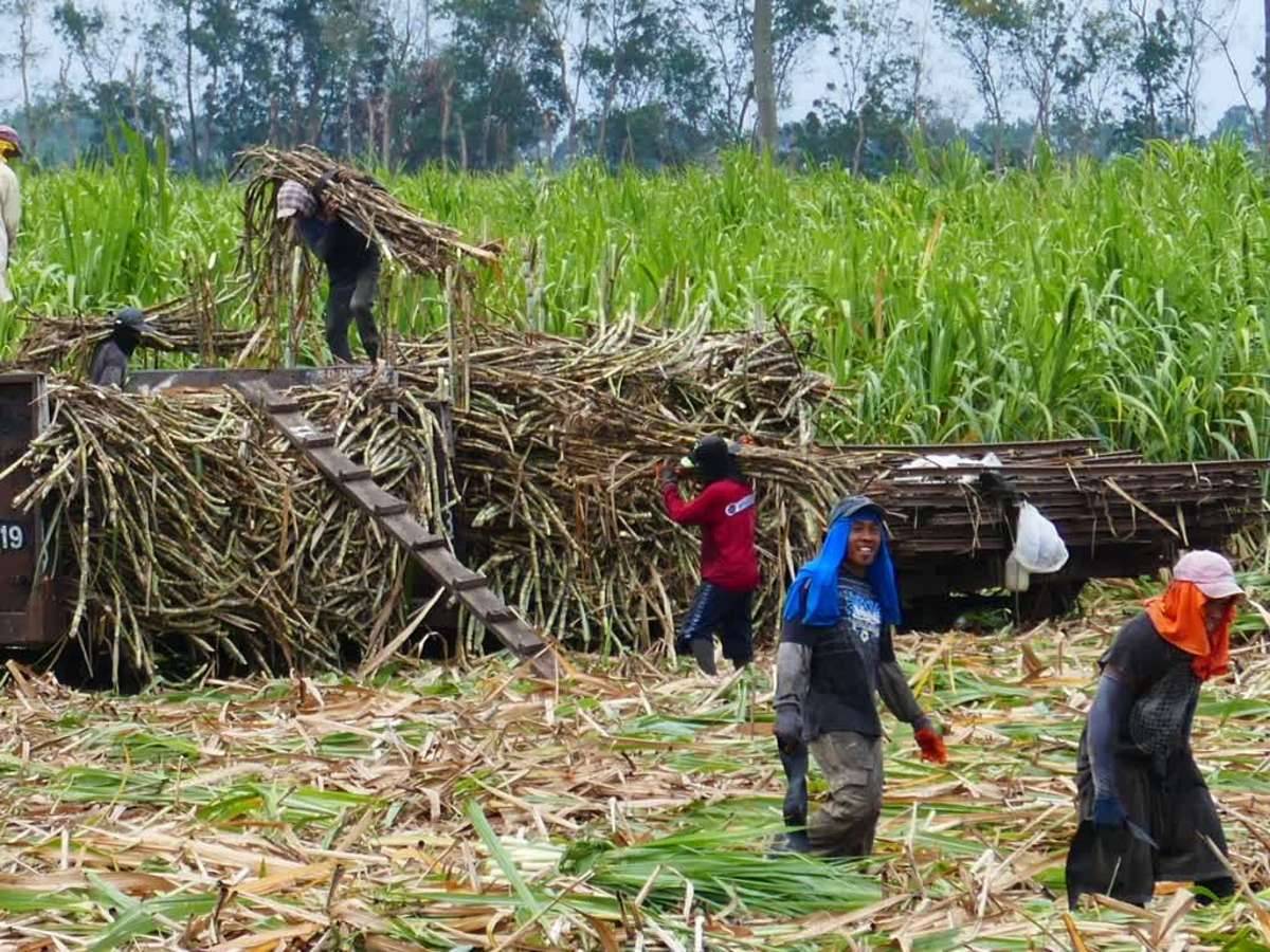 The labor complaints filed by farm workers at Hacienda Lolita in Negros Occidental’s Cadiz City go beyond unpaid wages, saying they were allegedly left without a collective voice to negotiate for better working conditions. (File photo)