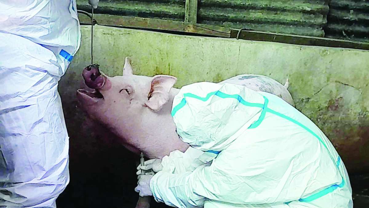 The Bacolod City Veterinary Office, together with members of the city’s task force on African swine fever (ASF), conducted random sampling at several backyard pig farms in Barangay Taculing’s Purok 5, where the city’s first confirmed case was detected. The team collected samples from three pigs within a 500-meter radius of the ASF-positive case to determine whether the virus has been contained or has spread. (BCCO photo)